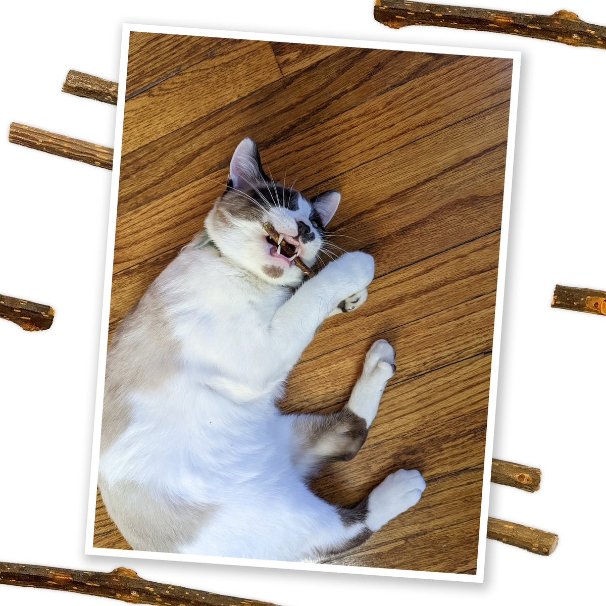 Meowijuana Silvervine Stick 6 pack