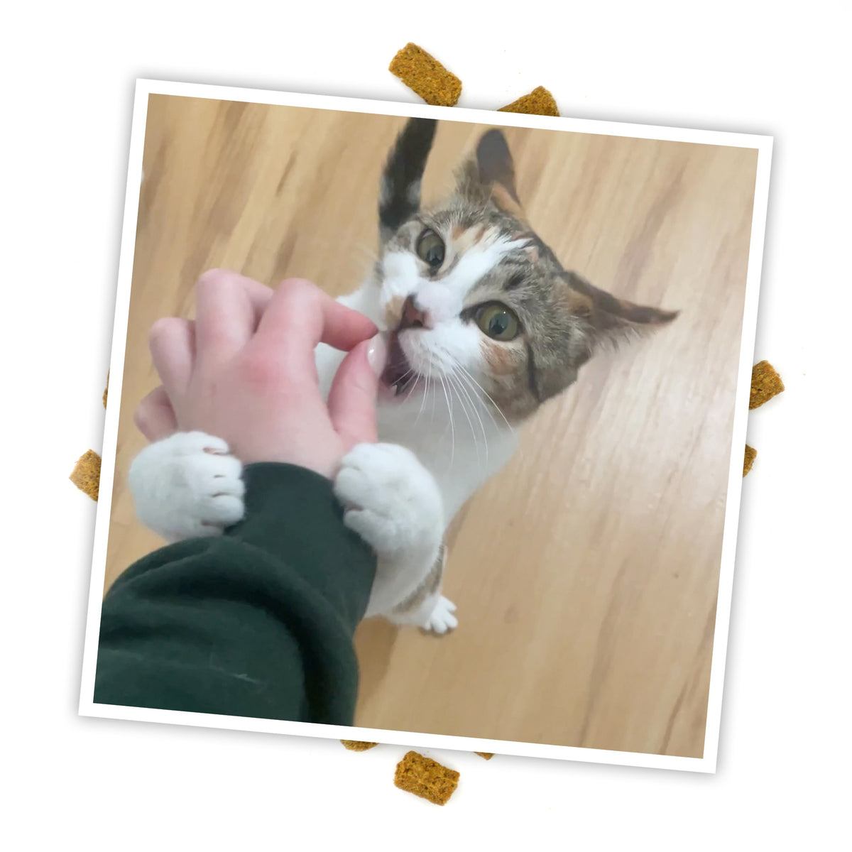 Meowijuana Crunchie Munchie Seafood Medley Cat Treat 3oz