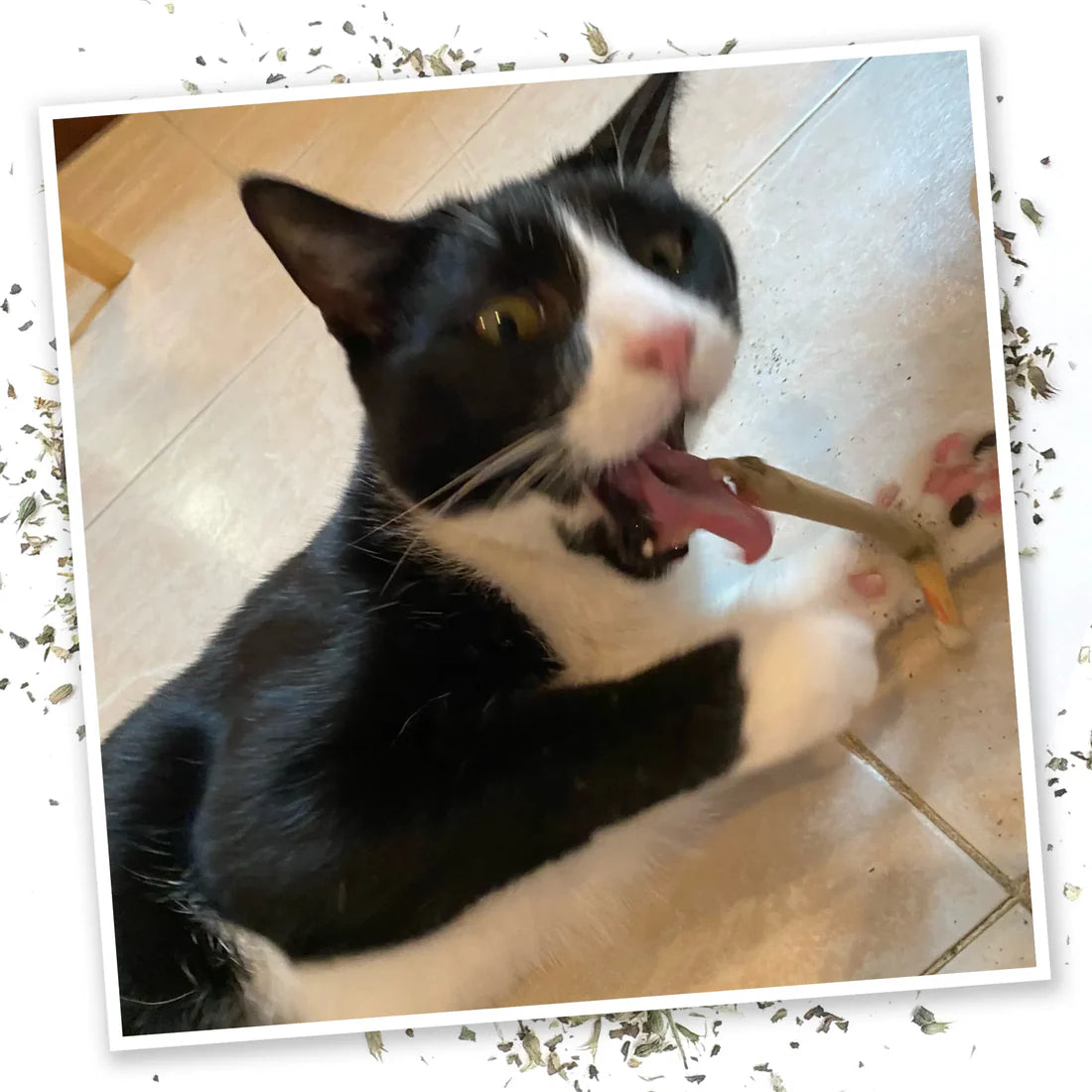Meowijuana King Catnibas Rollies