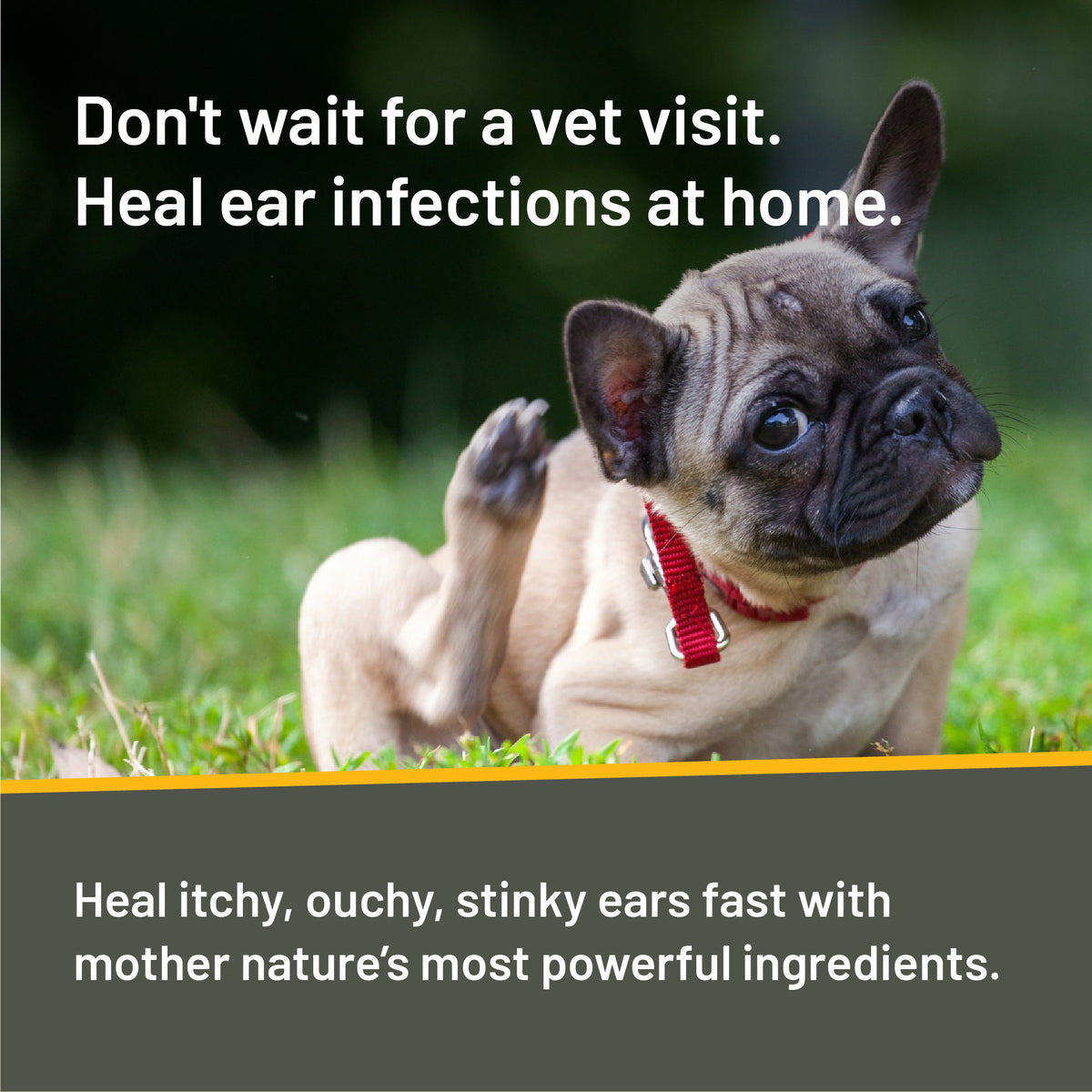 Absorbine Pet - Silver Honey Rapid Ear Care Vet Strength Ear Treatment