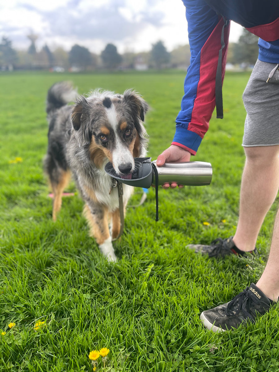 Messy Mutts Stainless w/Silicone Travel Water Bottle Watermelon 24oz