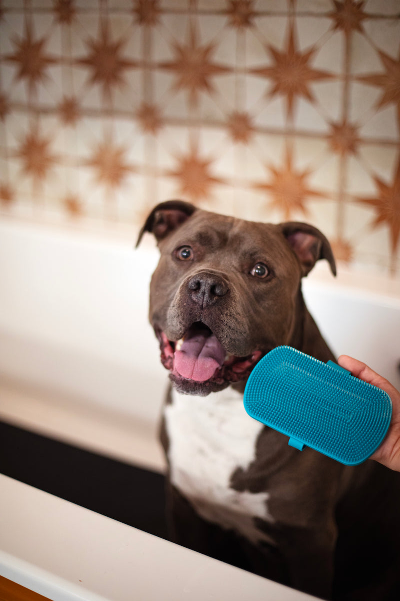 Messy Mutts Silicone Dual Sided Grooming Brush Blue 6.5" x 3.5"