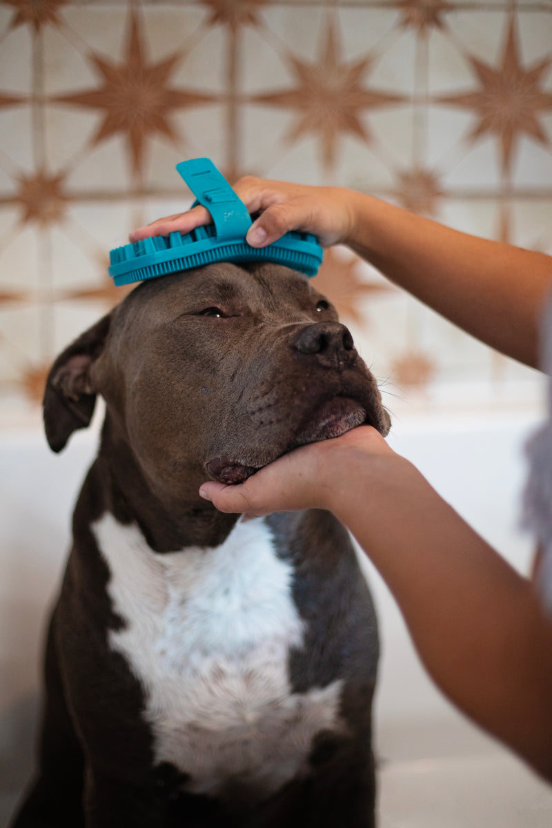 Messy Mutts Silicone Dual Sided Grooming Brush Blue 6.5" x 3.5"