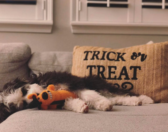 Multipet Halloween Loofa Witch Dog Toy 12"