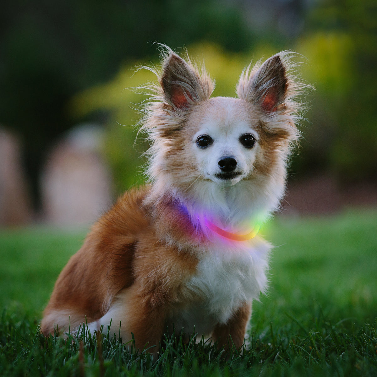 Nite Ize NiteHowl® Mini Rechargeable LED Safety Necklace - Disc-O Select™