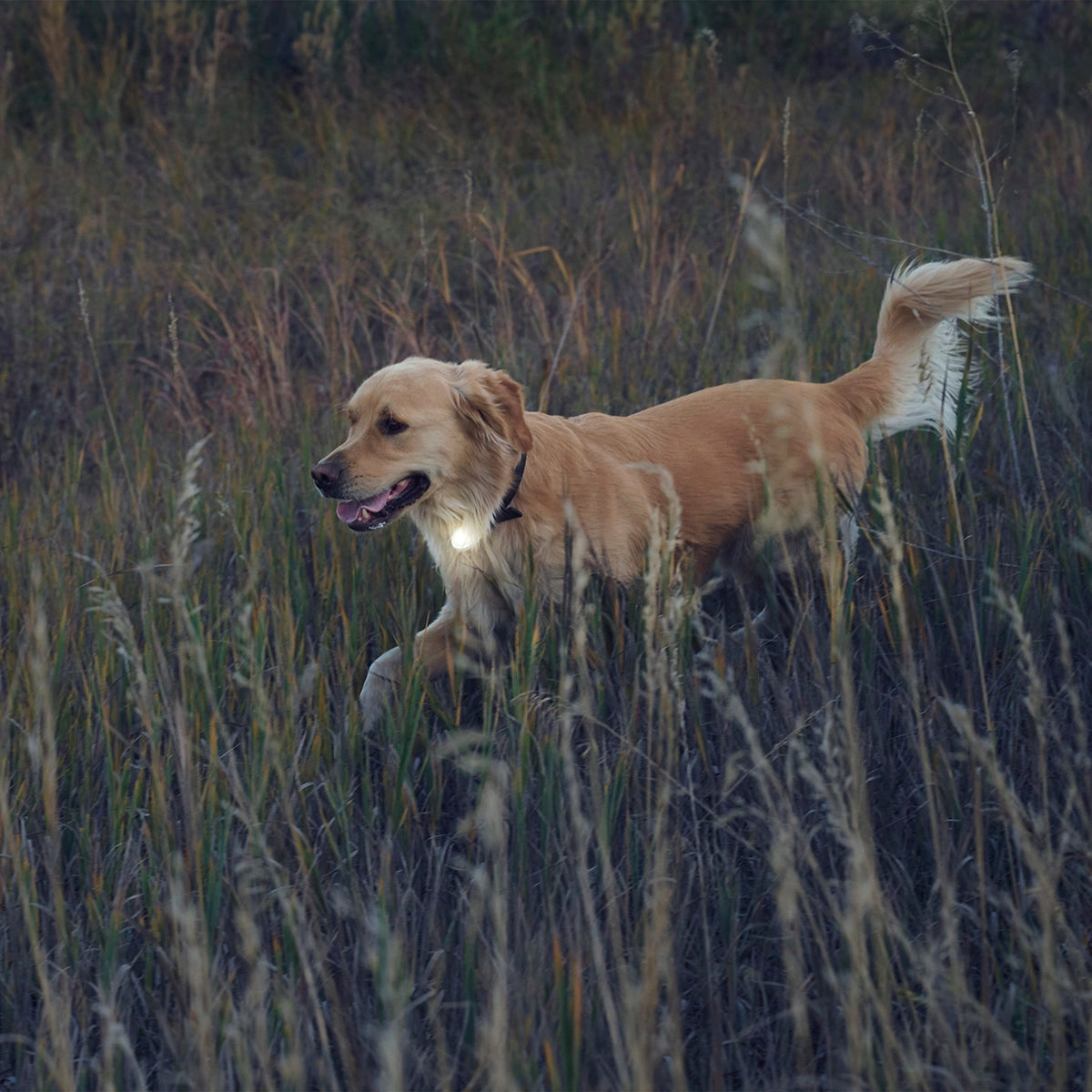 Nite Ize SpotLit® Rechargeable Collar Light - White