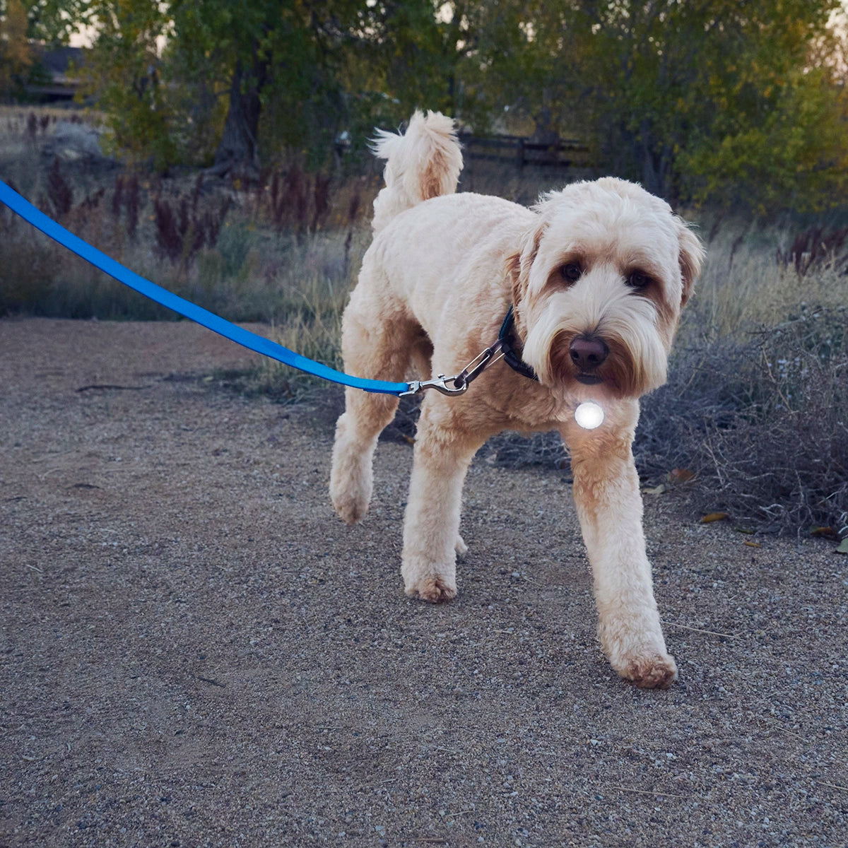 Nite Ize SpotLit® Rechargeable Collar Light - White