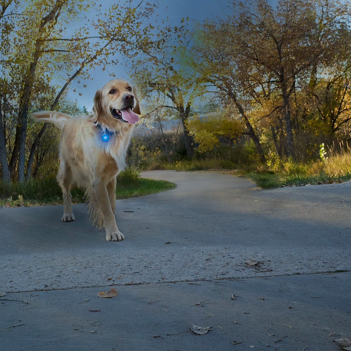 Nite Ize SpotLit® Rechargeable Collar Light - Blue