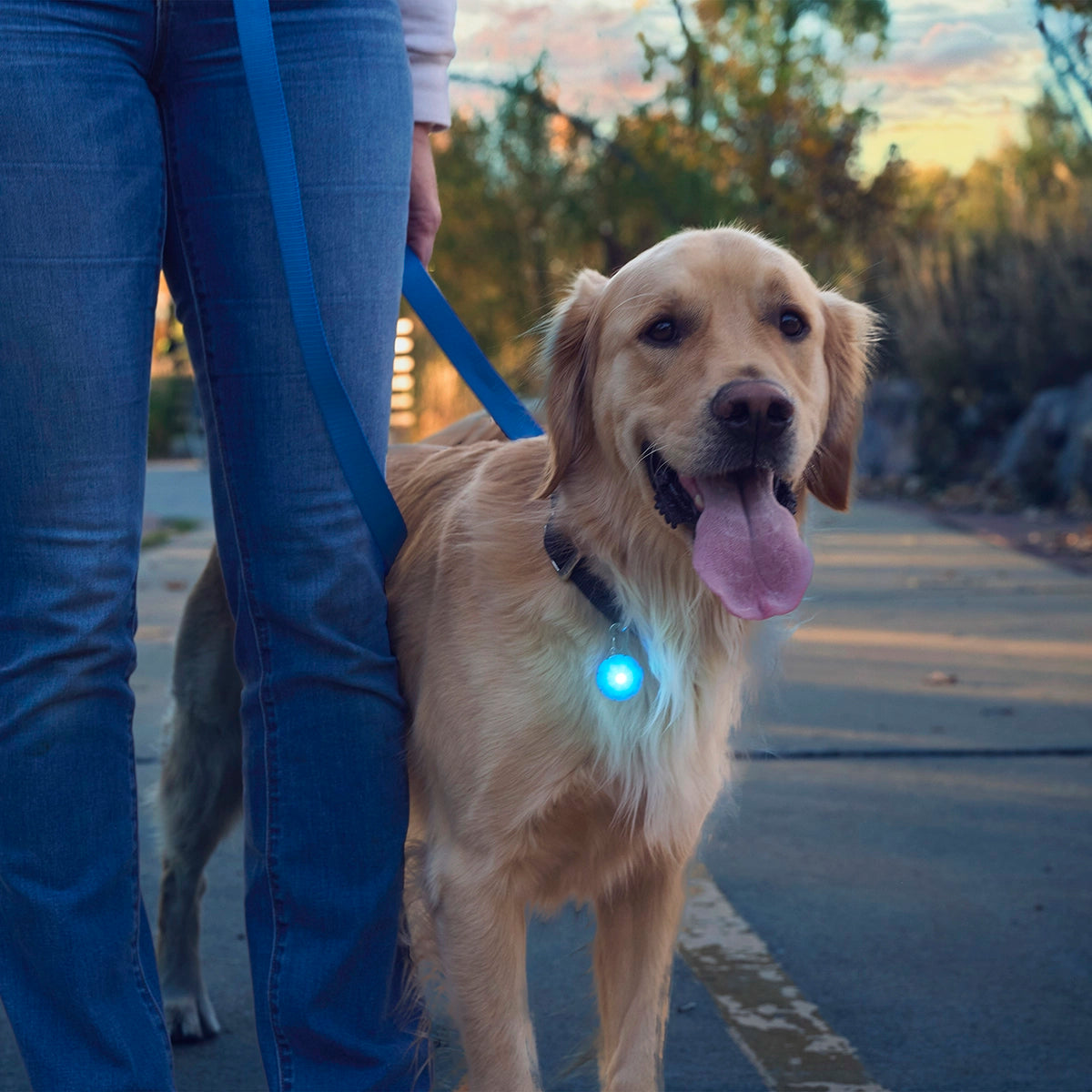 Nite Ize SpotLit® Rechargeable Collar Light - Blue