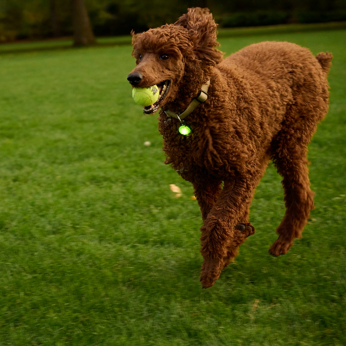 Nite Ize SpotLit® Rechargeable Collar Light - Green