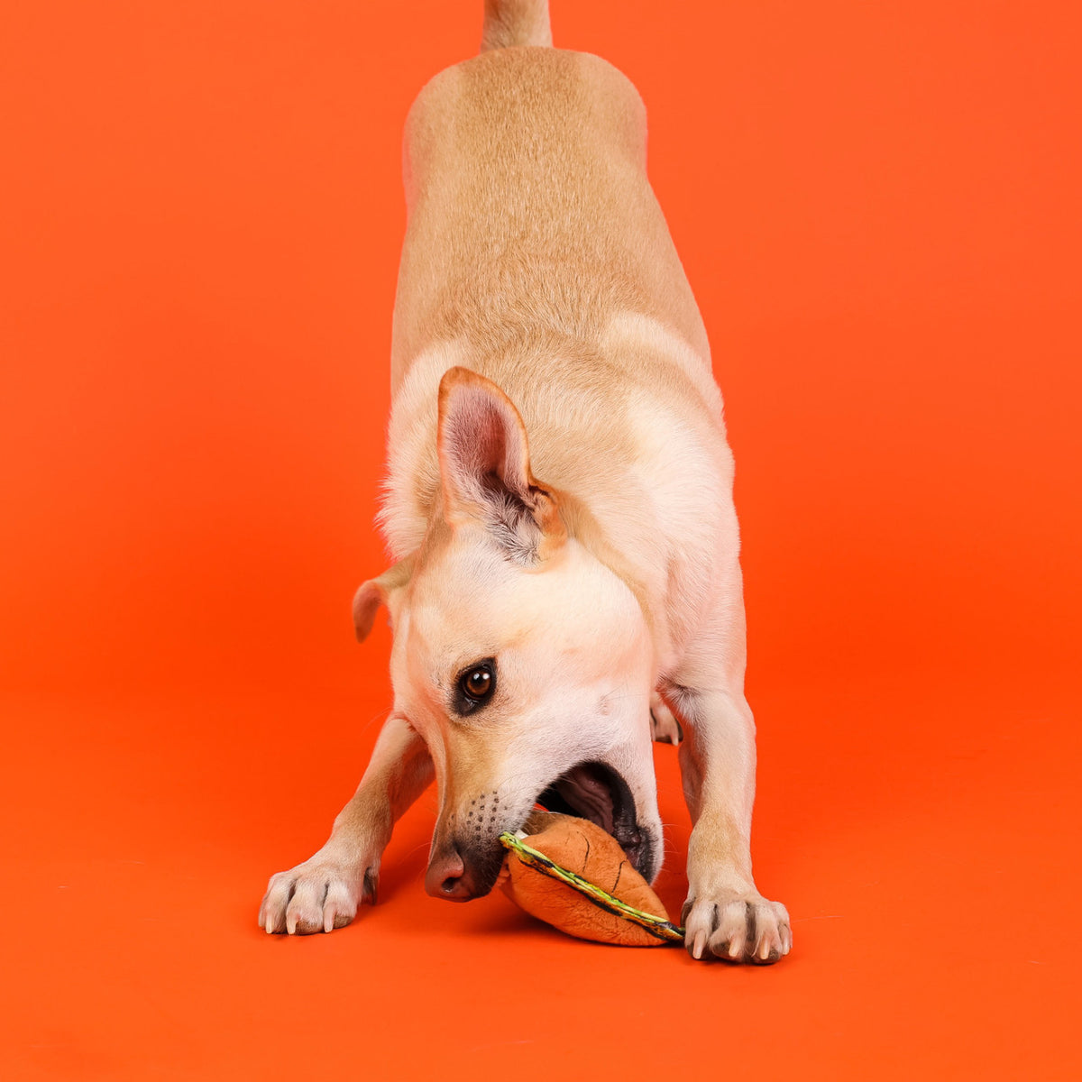 Outward Hound Xtreme Seamz Lion Plush Dog Toy Orange Small