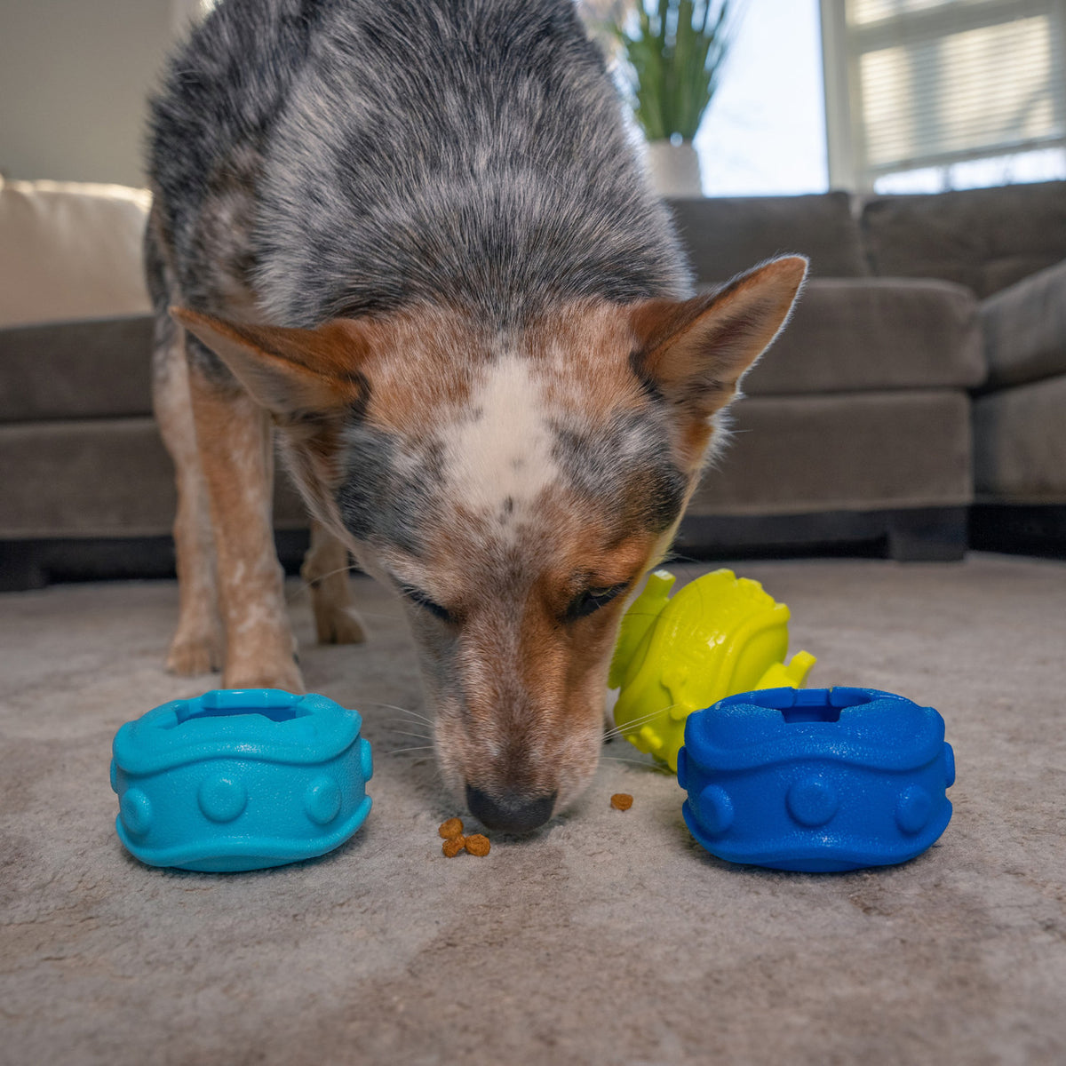 Outward Hound Treat Locking Discs Dog Treat Dispenser Toy Multicolor