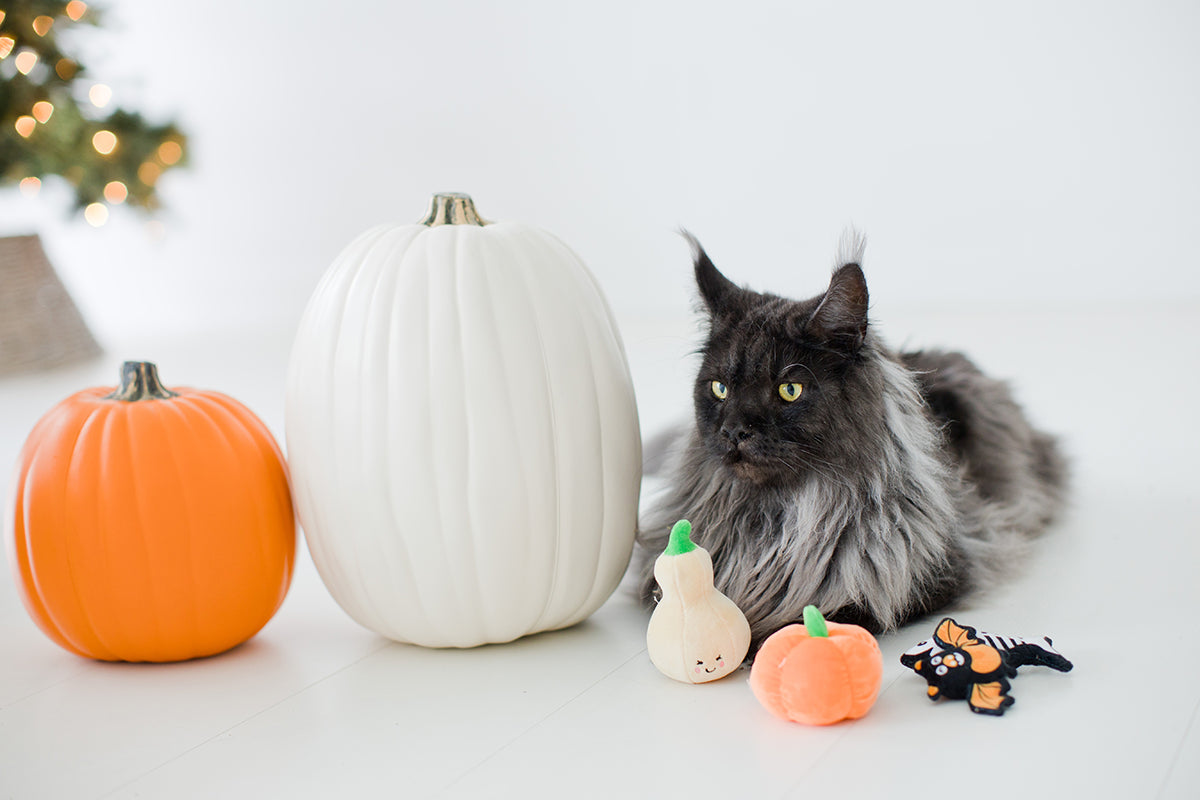 Pearhead Oh My Gourd Cat Toy Set