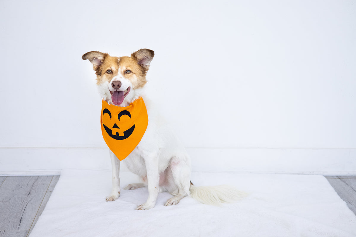 Pearhead Pumpkin Bandana Orange M/L