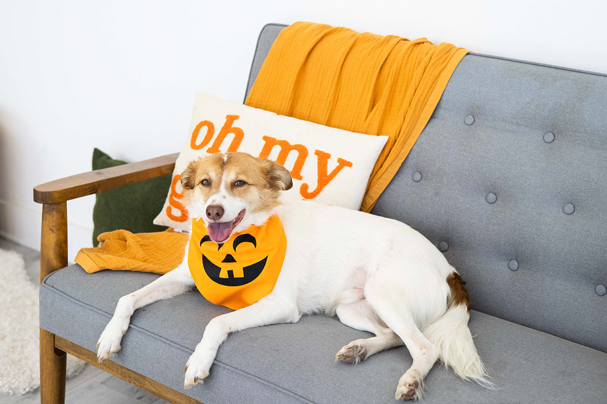 Pearhead Pumpkin Bandana Orange M/L
