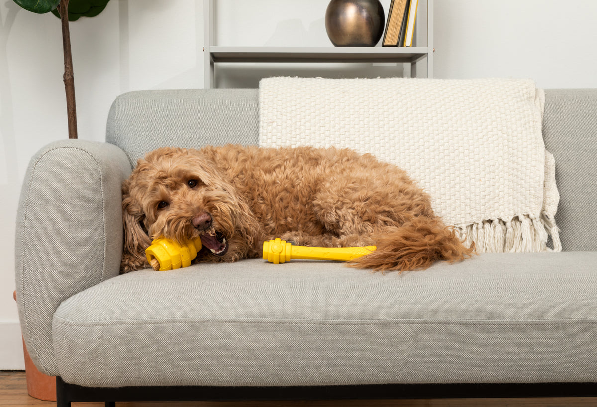 Project Hive Fetch Stick Yellow