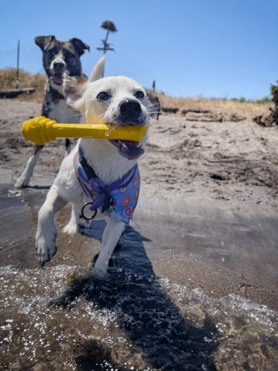 Project Hive Fetch Stick Yellow