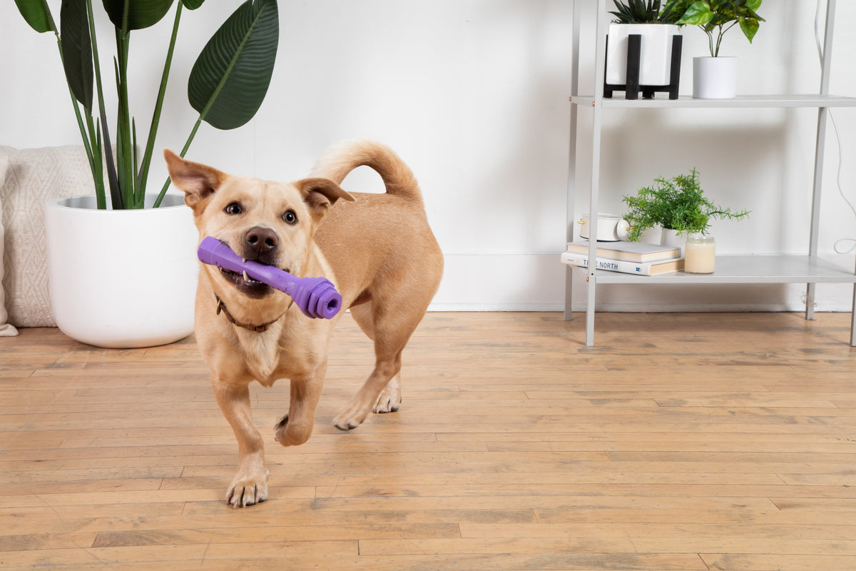 Project Hive Calming Lavender Scent Hive Fetch Stick Purple