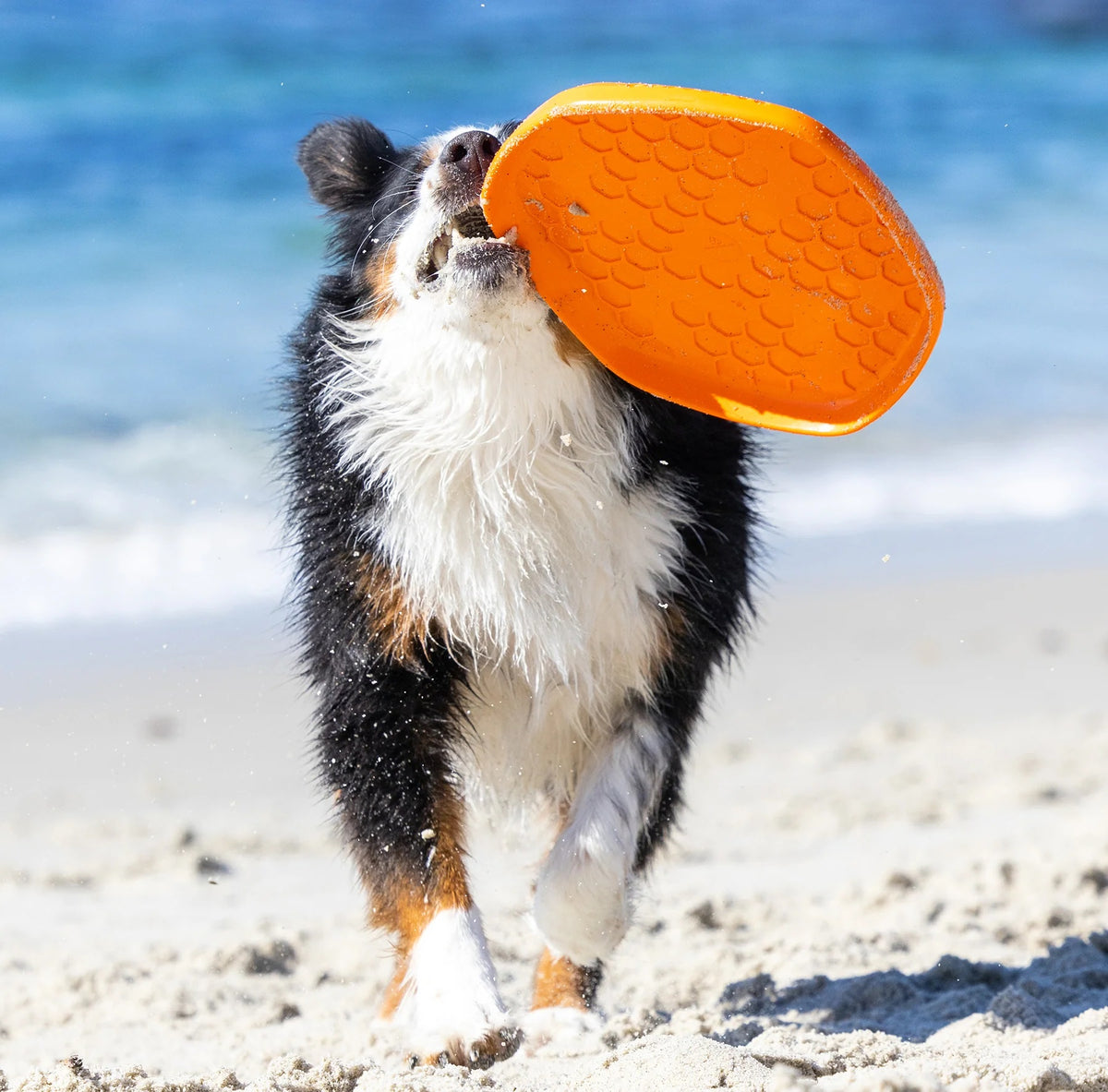 Project Hive Sweet Mango Scent Hive Disc & Lick Mat Orange