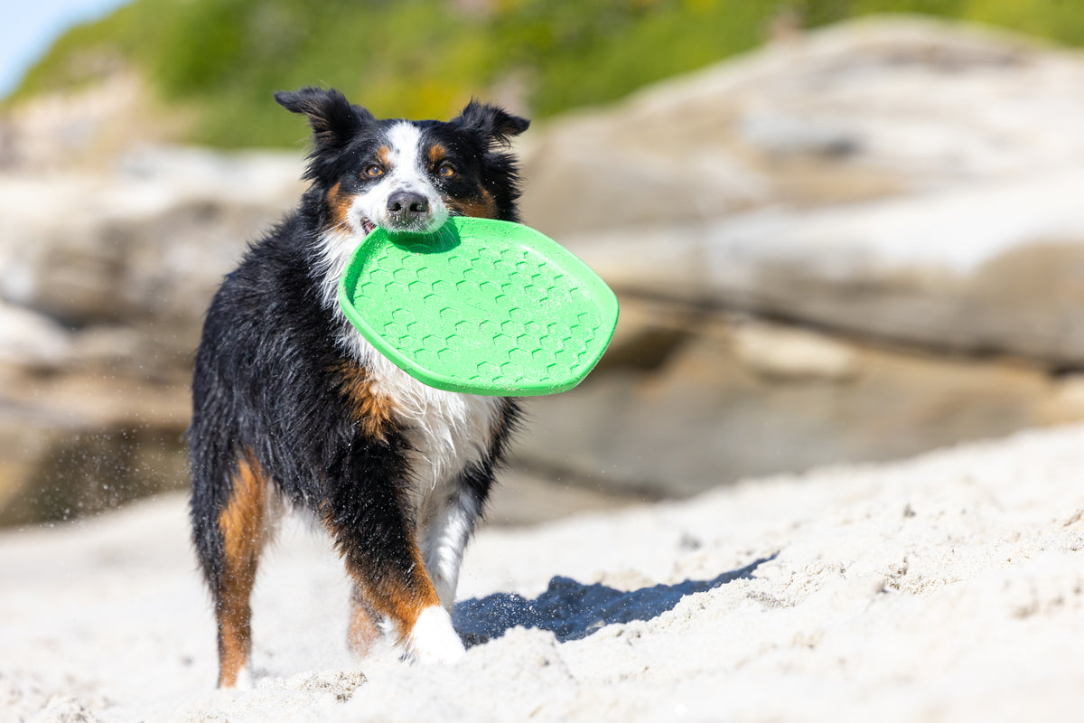 Project Hive Tropical Coconut Scent Hive Disc & Lick Mat Green