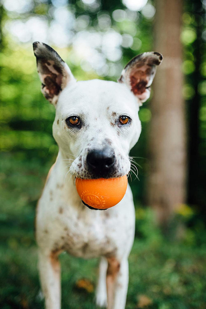 Planet Dog Orbee-Tuff Squeak Ball Dog Toy Orange