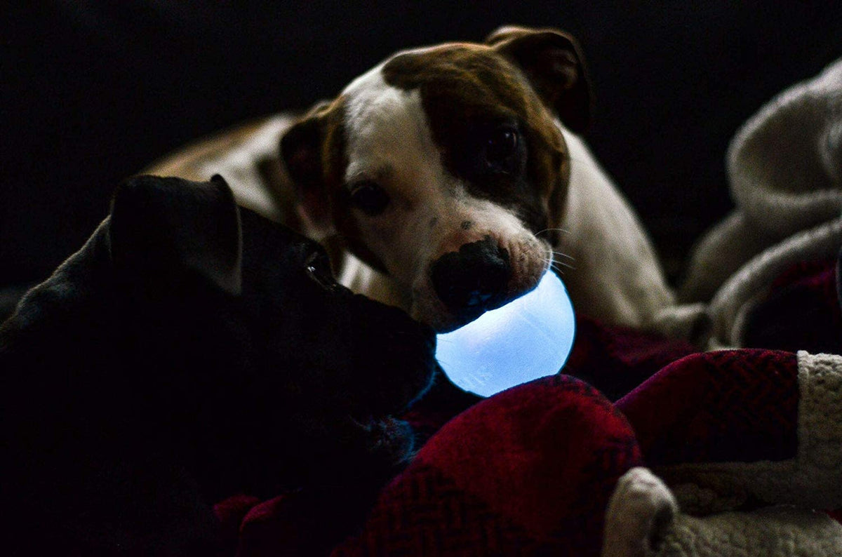 Planet Dog Orbee-Tuff Strobe Ball Light Up Dog Toy Blue