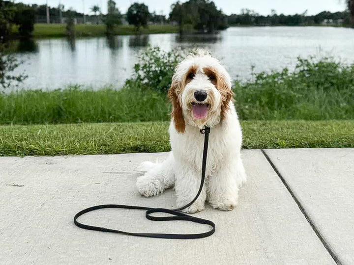 Pro-Mohs 3/8" x 6' Biothane Slip Leash