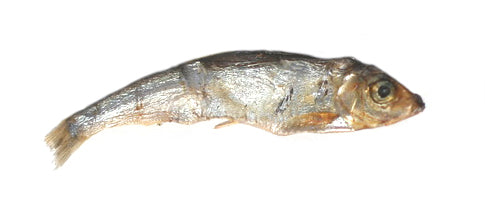 Plato Baltic Sprat 3oz