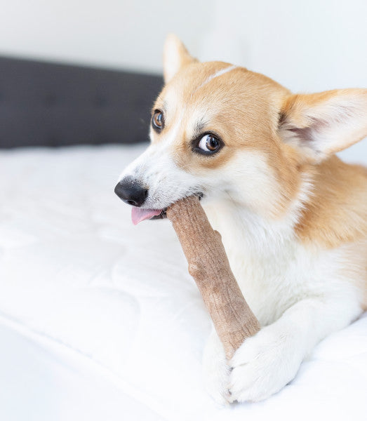 Petstages Dogwood Wood Alternative Dog Chew Toy Medium