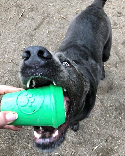 SodaPup Rubber Coffee Cup Durable Dog Chew Toy Green Large 4"