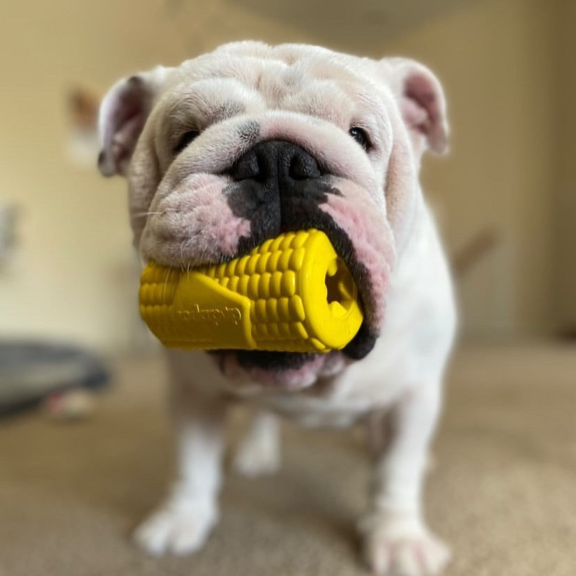 SodaPup Rubber Corn on the Cob Durable Dog Chew Toy Yellow Large 4.75"