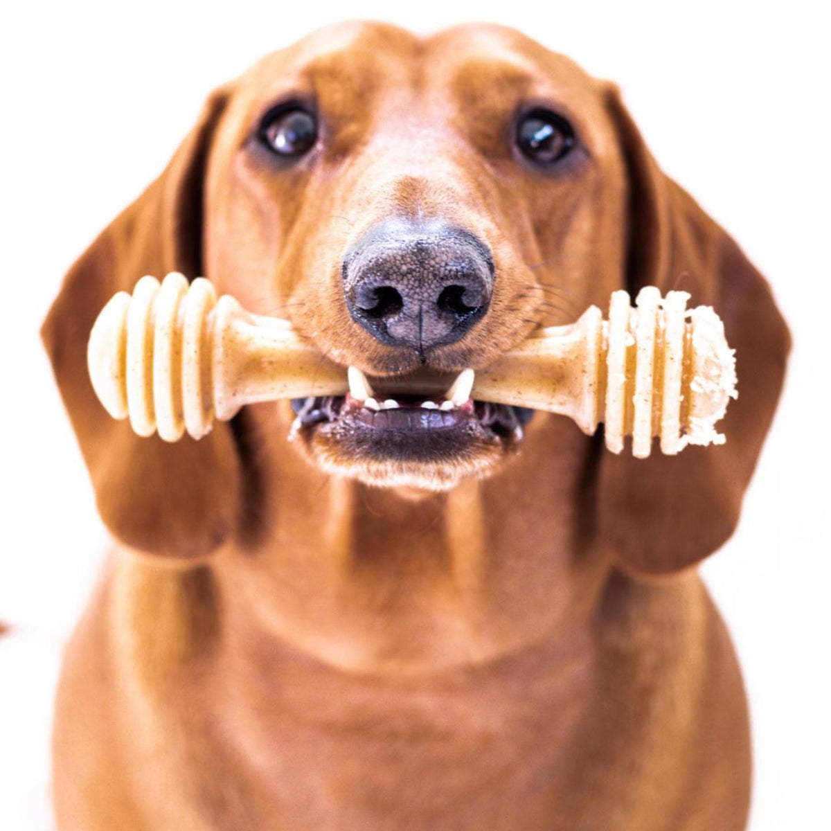 SodaPup Nylon Honey Bone Ultra Durable Dog Chew Toy Large 6.25"