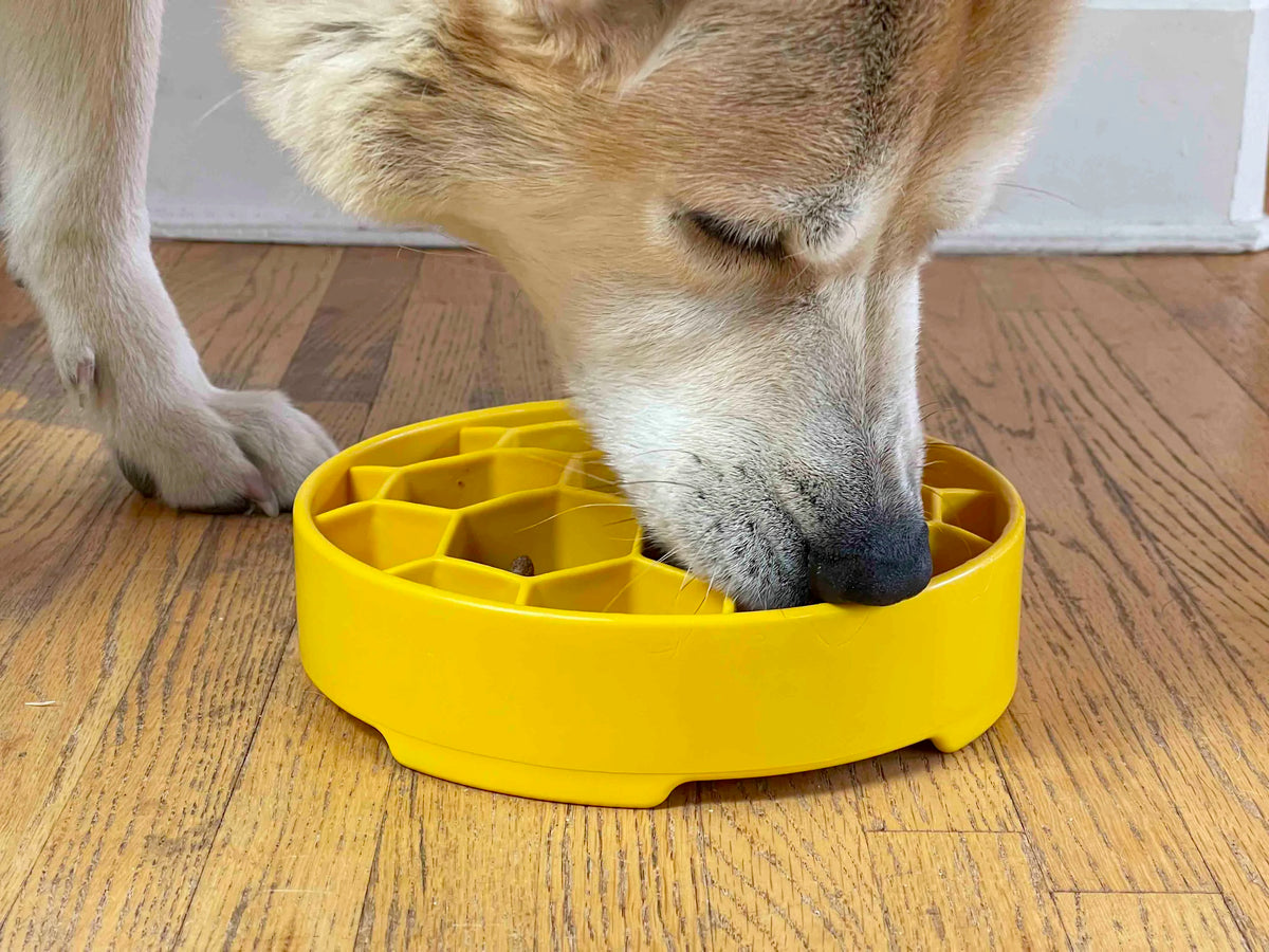 SodaPup Honeycomb eBowl Enrichment Bowl Slow Feeder for Dogs 8"