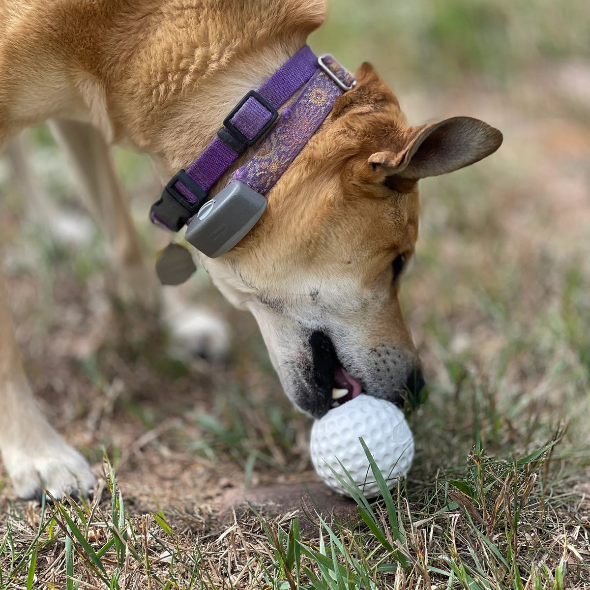 SodaPup PUP-X Golf Ball Treat Dispenser Interactive Dog Toy