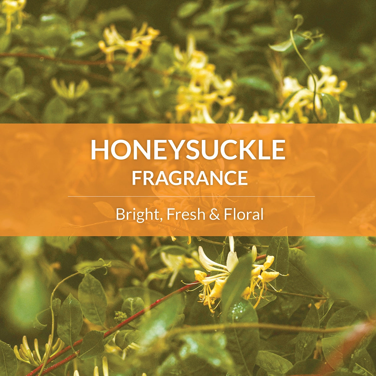 Skout's Honor Probiotic Daily Use Deodorizer Honeysuckle 8 oz