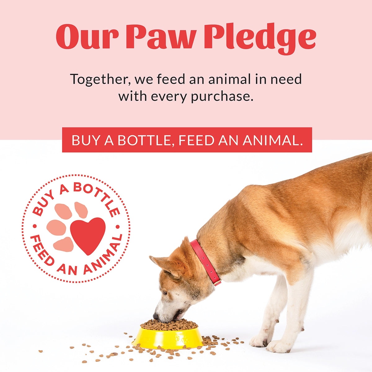 Skout's Honor Probiotic Shampoo + Conditioner Honeysuckle 16 oz