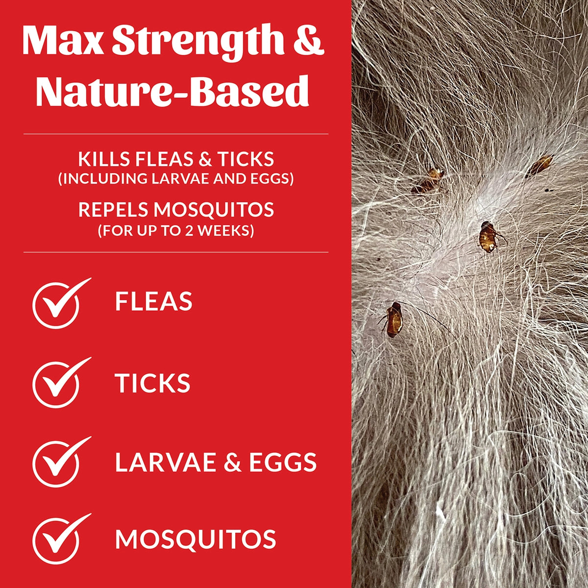 Skout's Honor Flea + Tick Shampoo 16oz