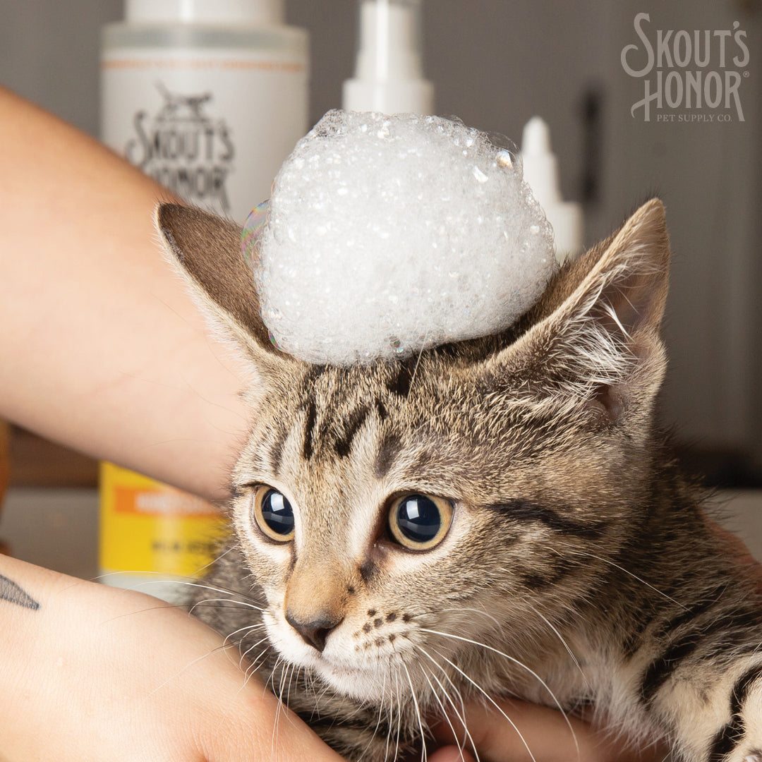 Skout's Honor Cat Probiotic Shampoo + Conditioner Honeysuckle 16oz