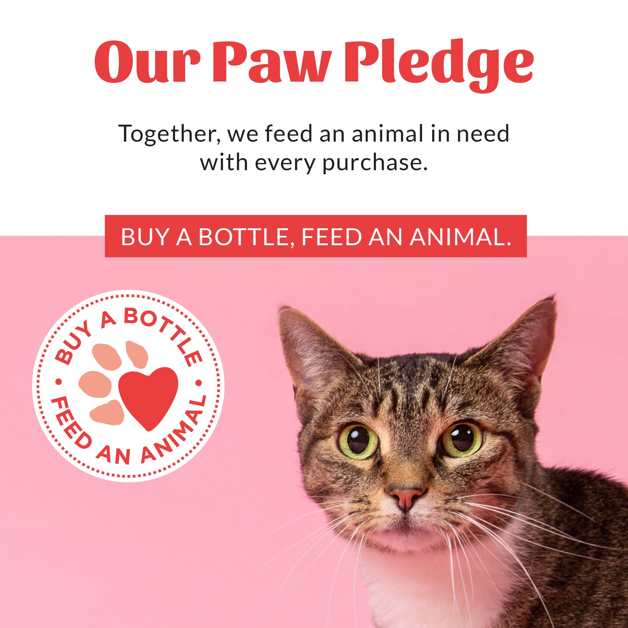 Skout's Honor Cat Probiotic Shampoo + Conditioner Honeysuckle 16oz