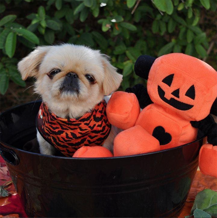 SnugArooz Jack-O-Bot Dog Toy 13"