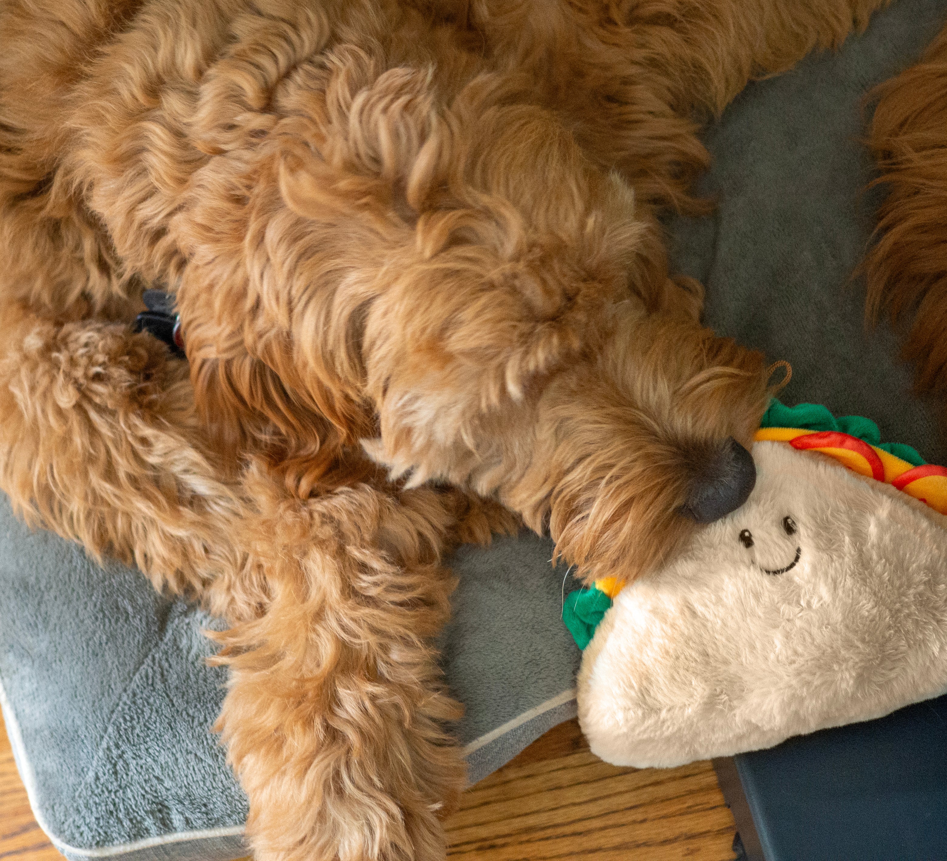 ThoozyPet Sandwich Dog Toy 8”