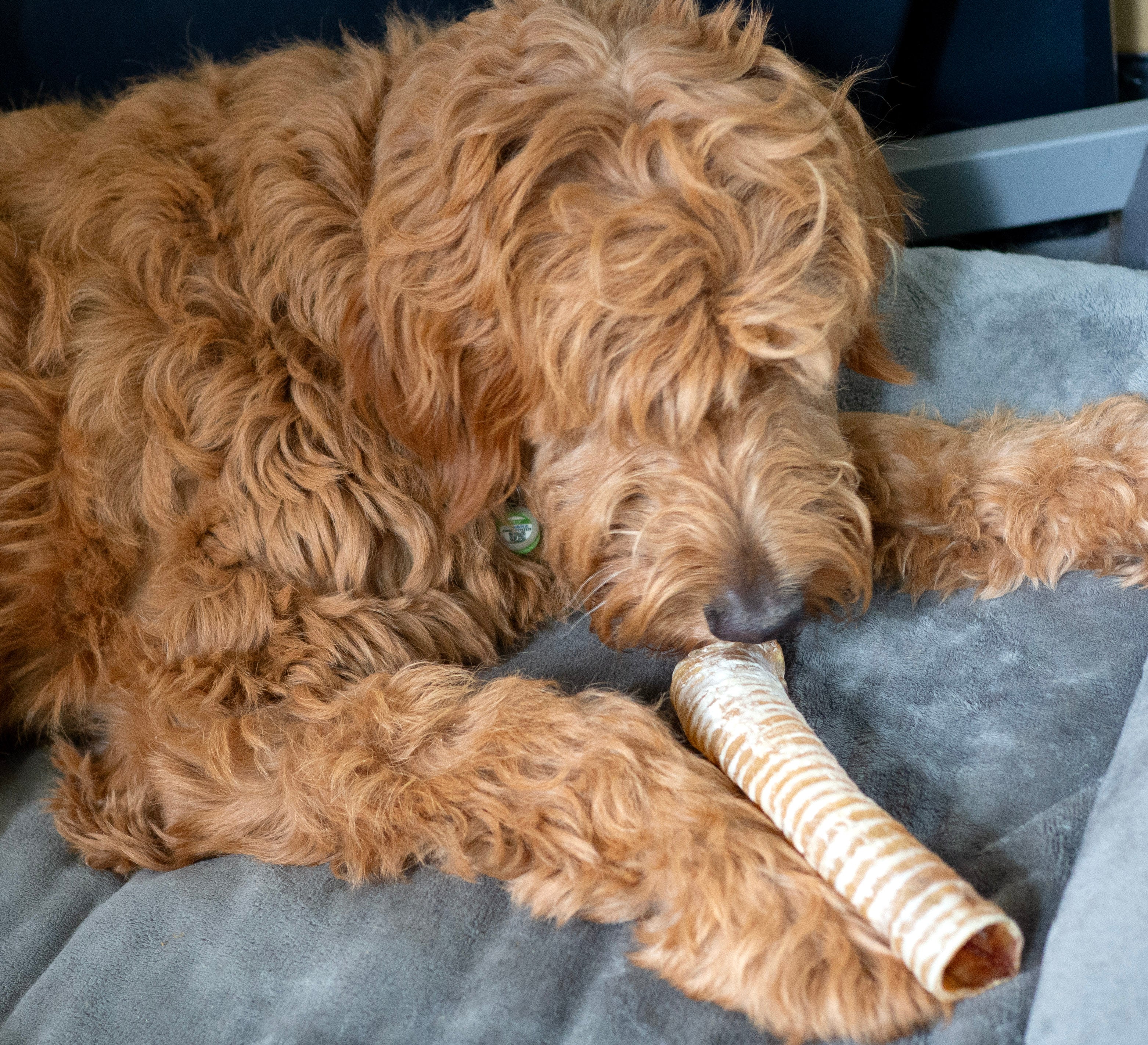 ThoozyPet USA-Sourced Beef Trachea Dog Chews 9-11" 10ct