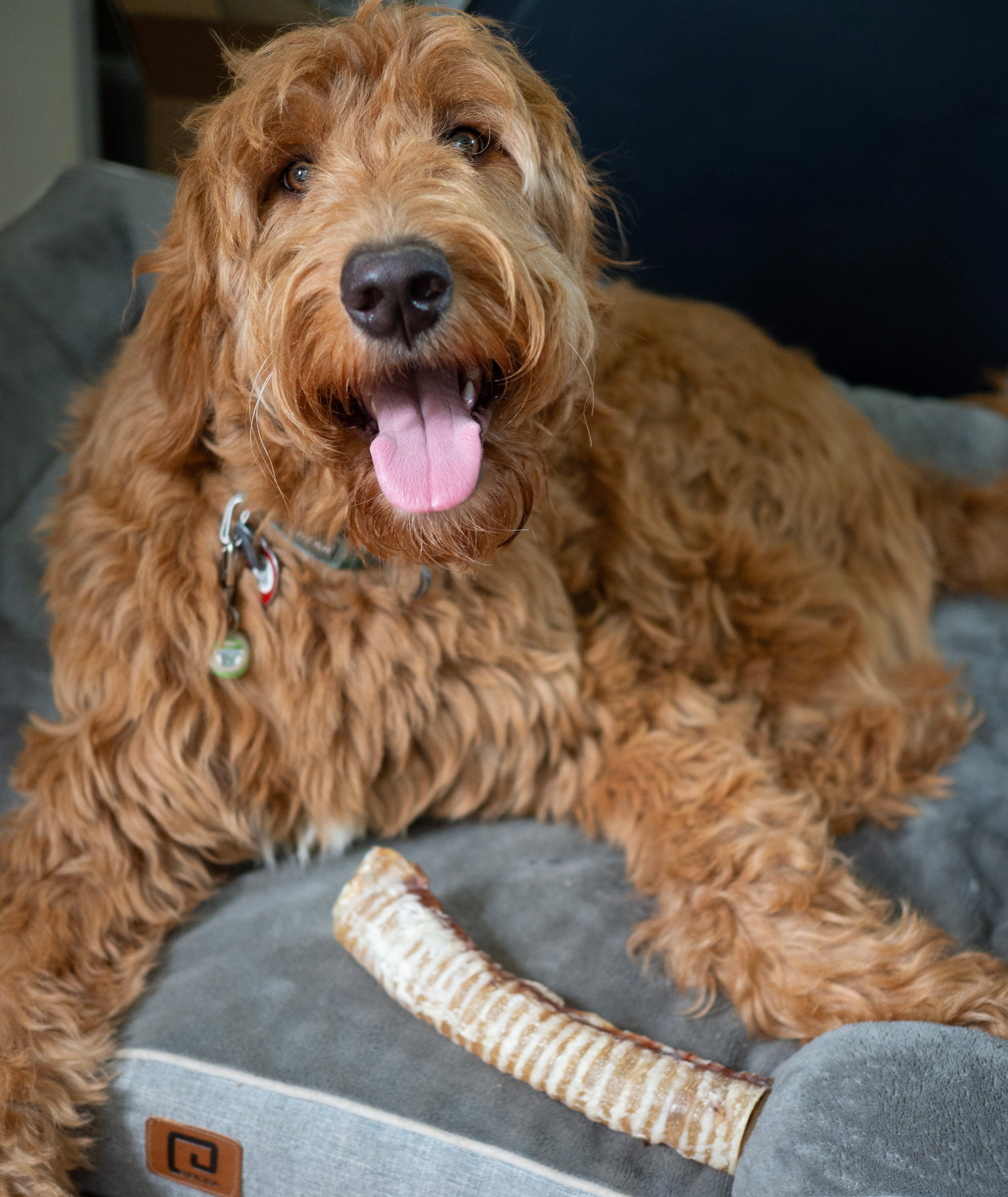 ThoozyPet USA-Sourced Beef Trachea Dog Chews 9-11" 10ct