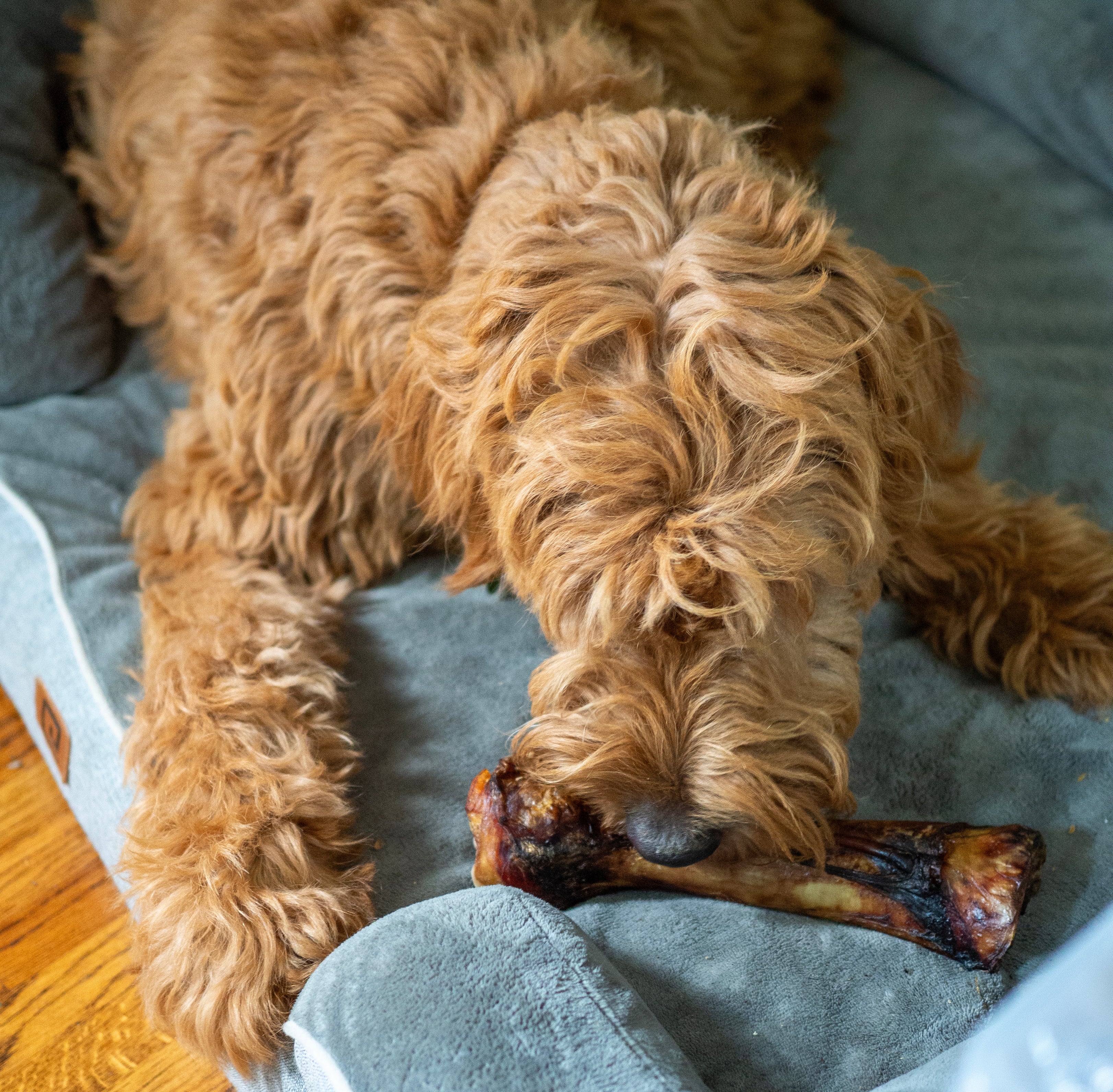 ThoozyPet USA-Sourced Foreshank Bone Dog Chews 10-12" 12ct