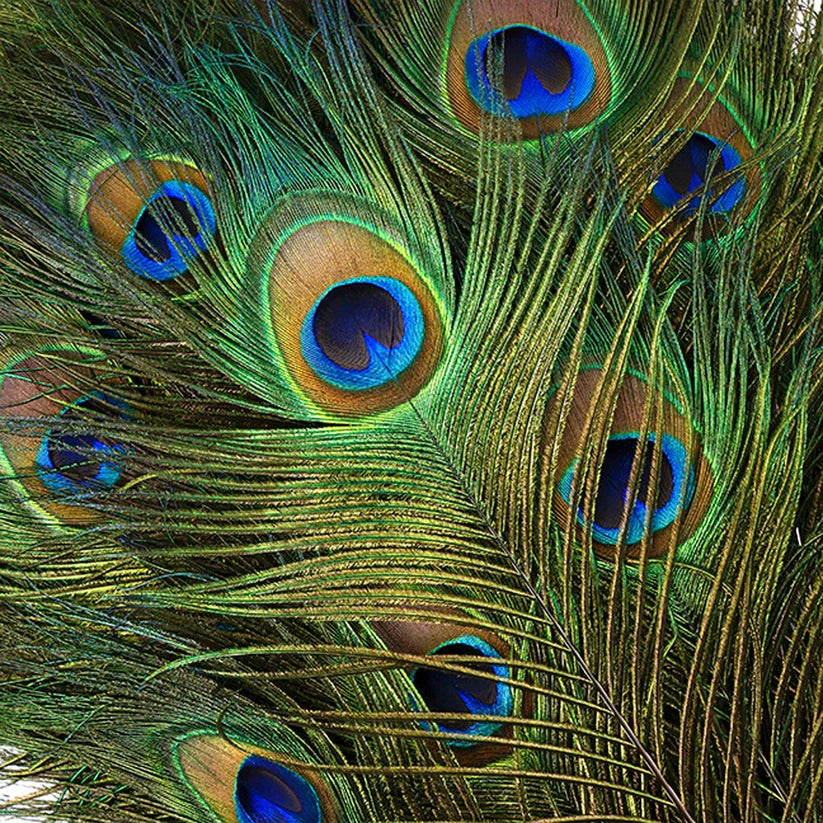 ThoozyPet Peacock Feather Cat Toy 25" - 35" Case of 100