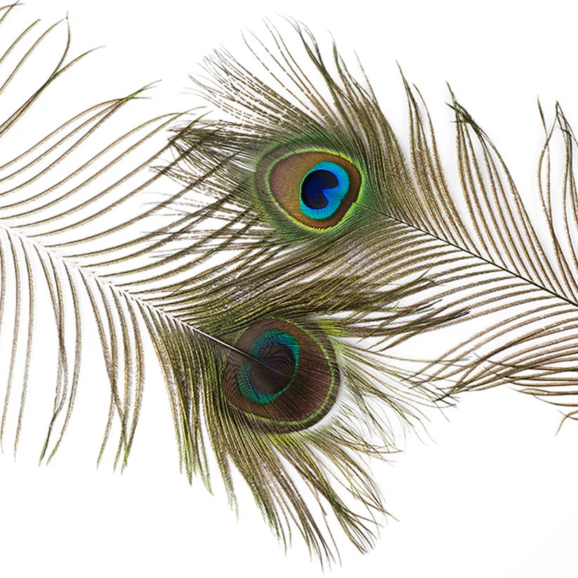 ThoozyPet Peacock Feather Cat Toy 25" - 35" Case of 100