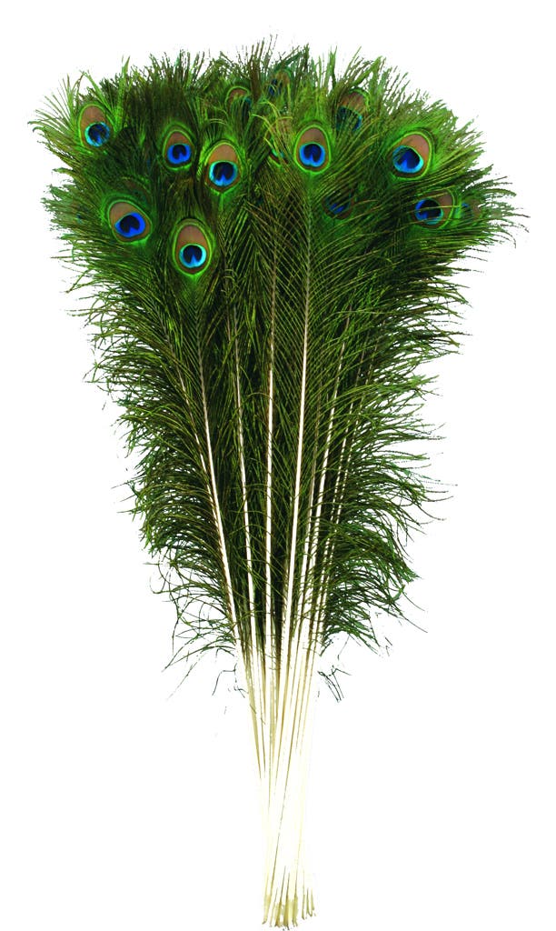 ThoozyPet Peacock Feather Cat Toy 25" - 35" Case of 100