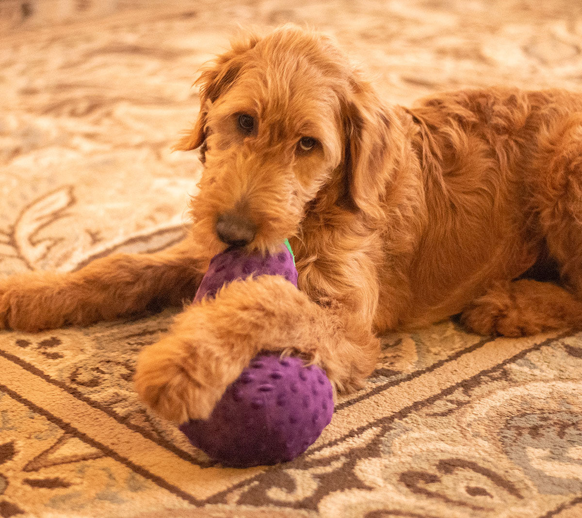 ThoozyPet Eggplant Plush Dog Toy 10"