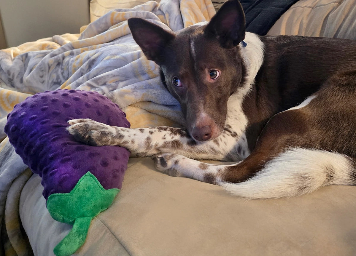 ThoozyPet Eggplant Plush Dog Toy 10"