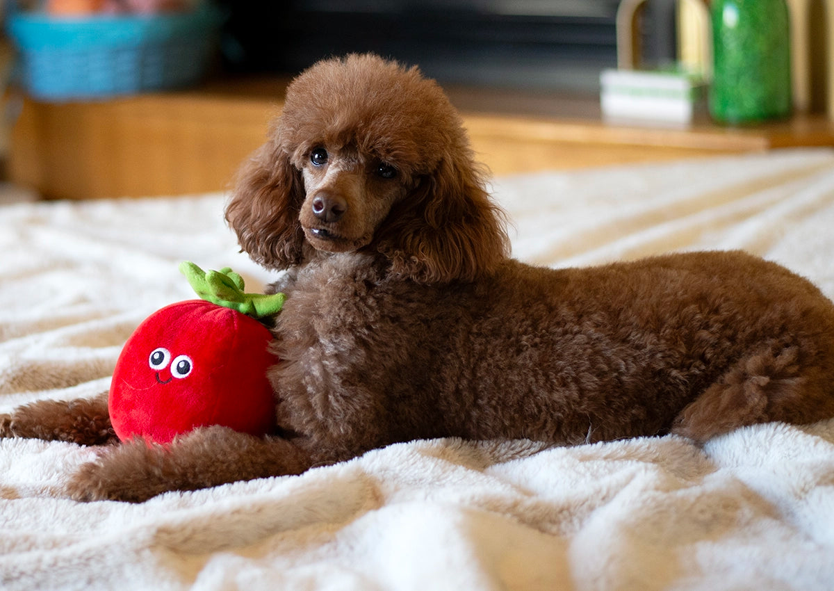 ThoozyPet Tomato Plush Dog Toy 5.5"